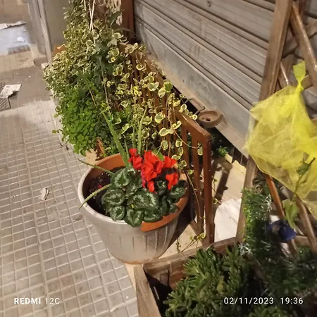 The Nest Of Envy Bari