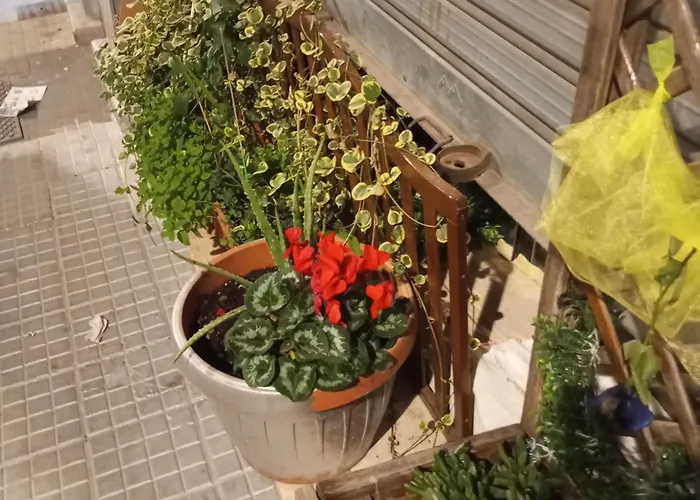 The Nest Of Envy Bari